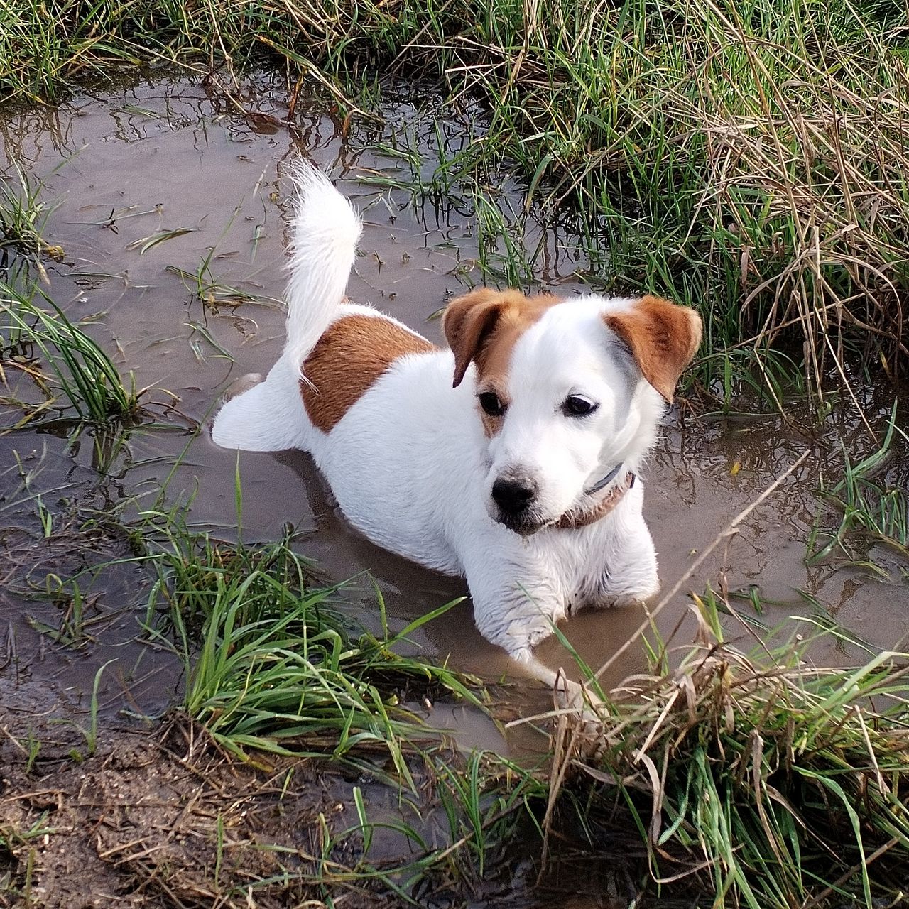 Soutěžní fotografie - Izy,  Jack Russell Teriér