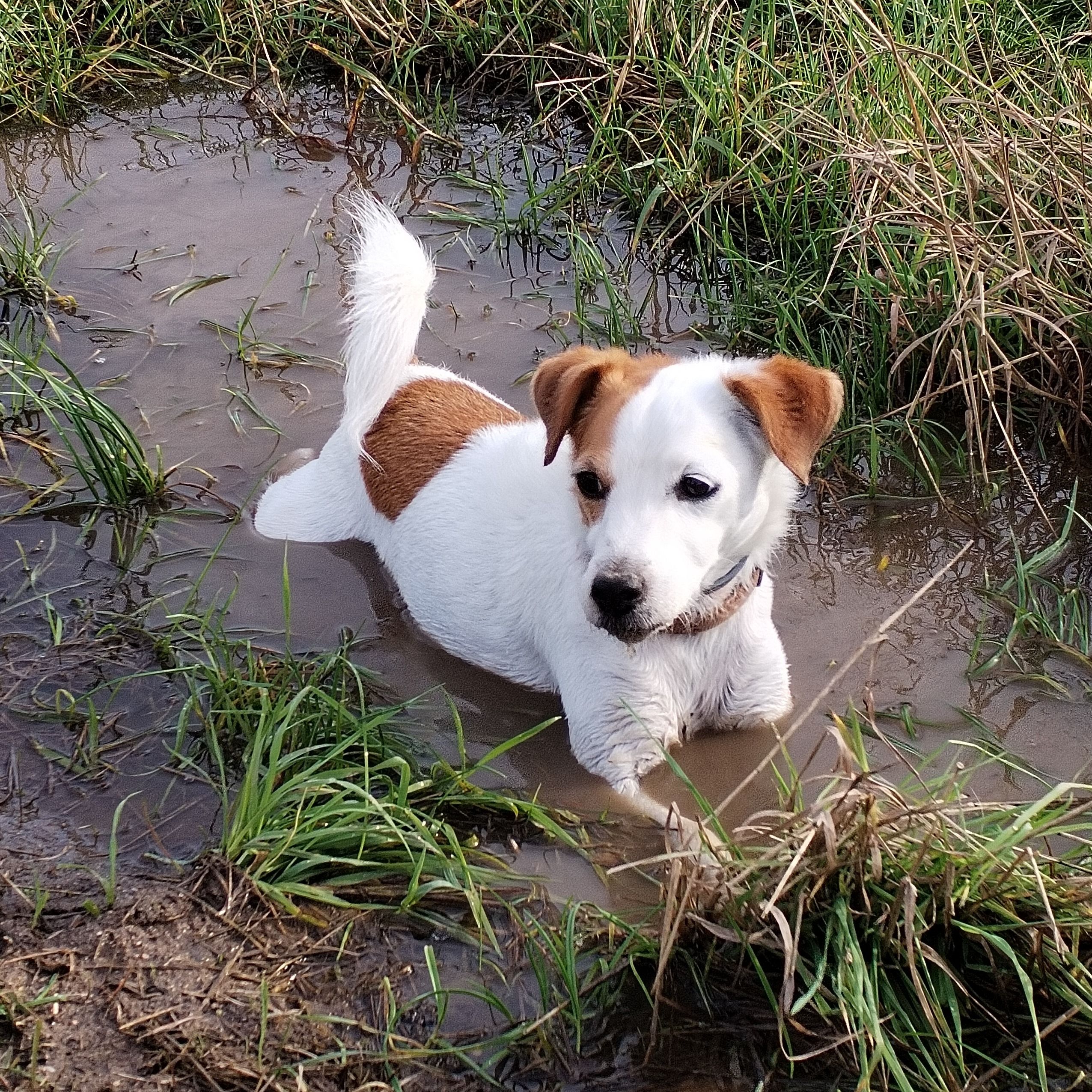 Soutěžní fotografie - Izy,  Jack Russell Teriér