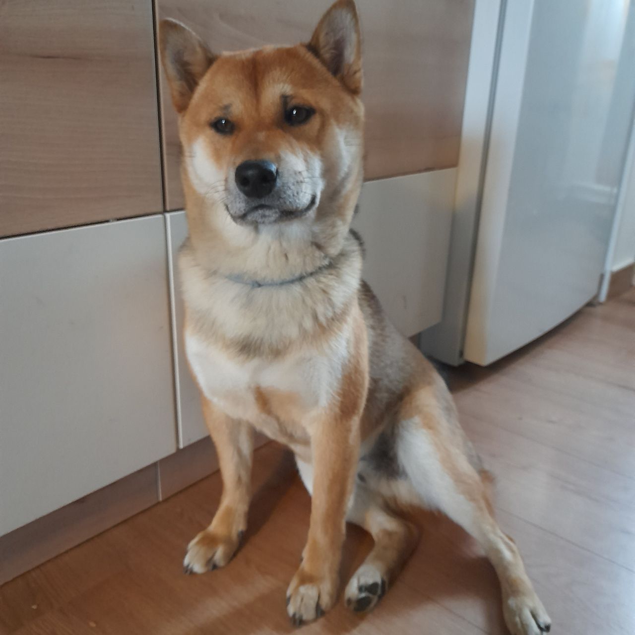 Soutěžní fotografie - Akim,  Shiba