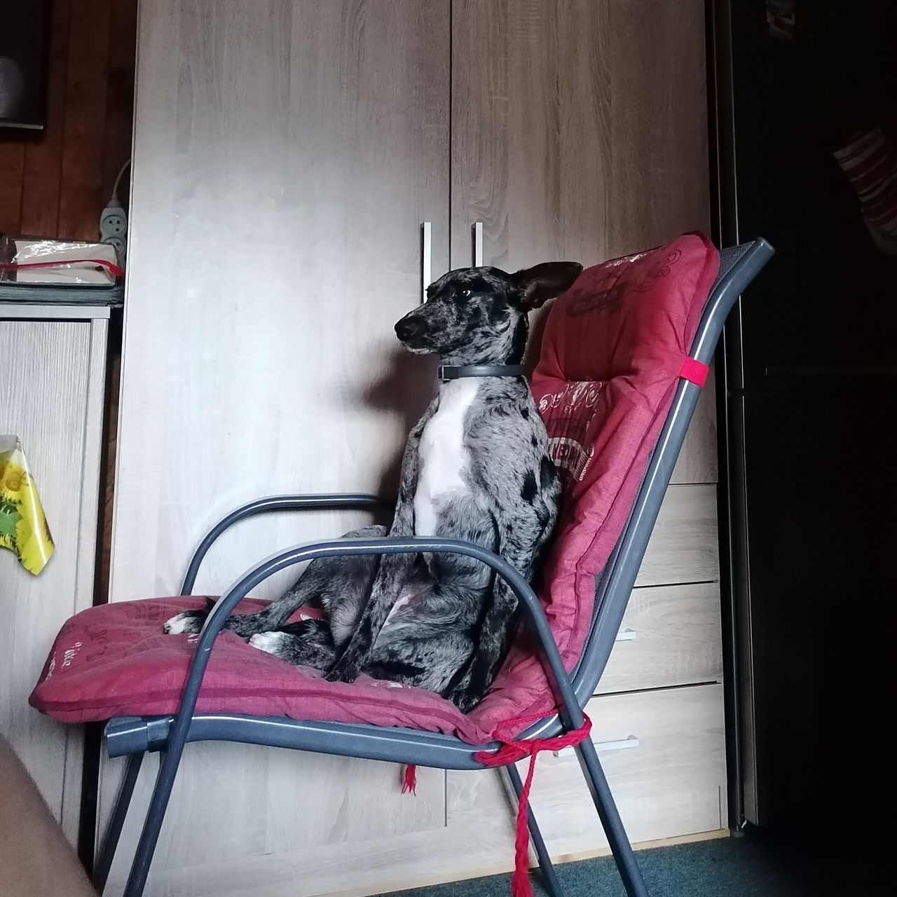 Soutěžní fotografie - Peggy,  Ostatní