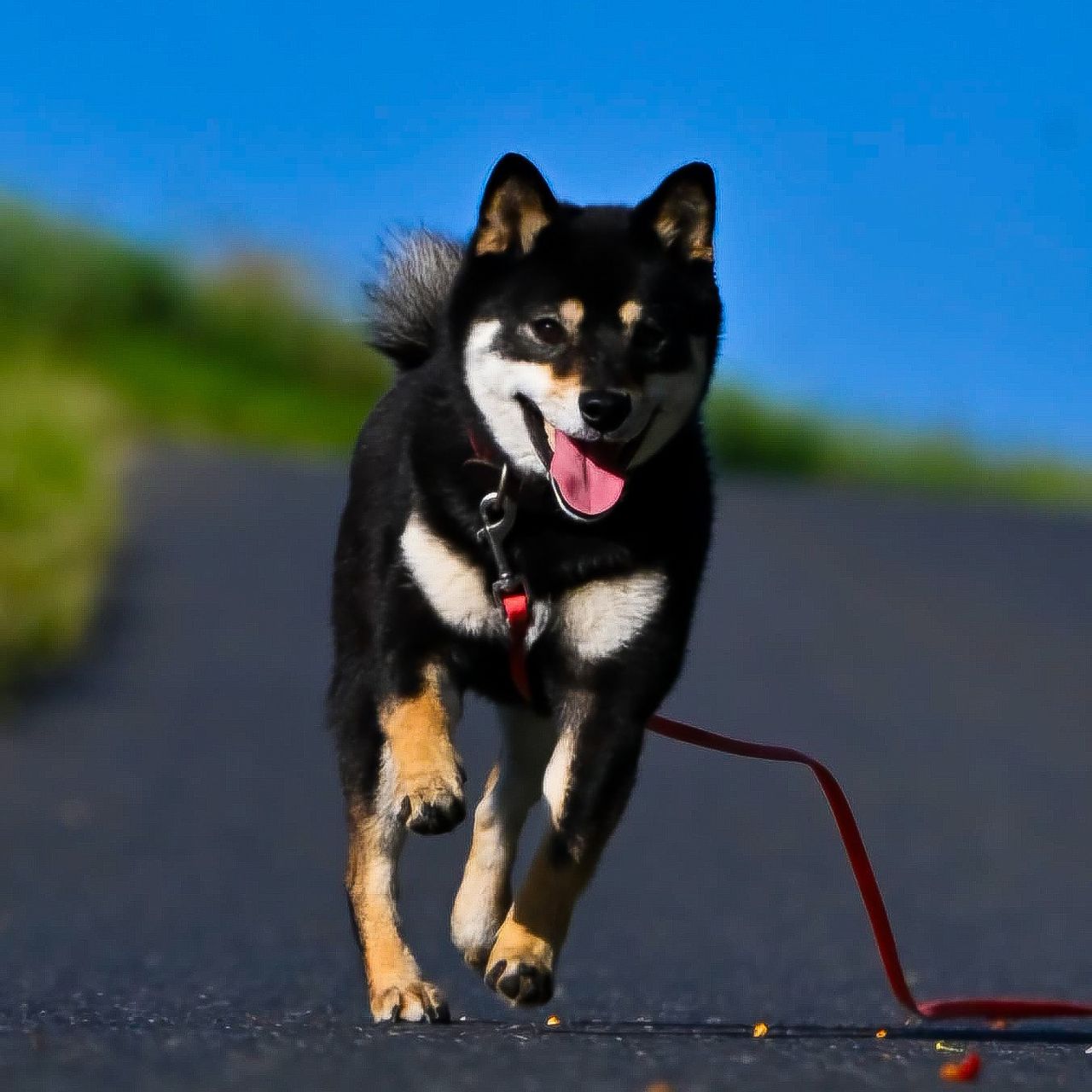 Soutěžní fotografie - Eibin,  Shiba