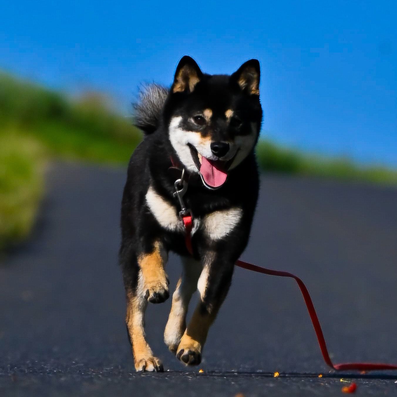 Soutěžní fotografie - Eibin,  Shiba