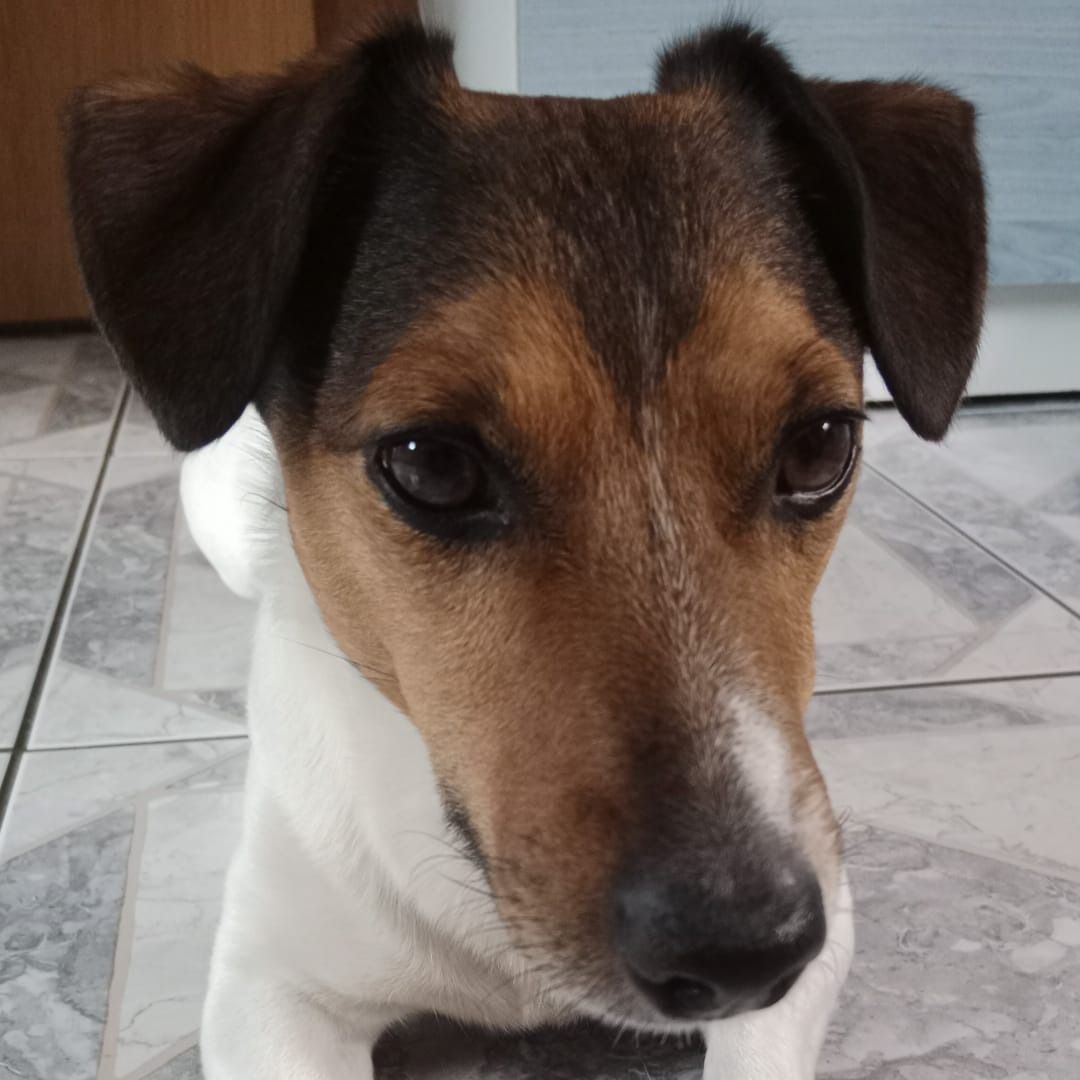Soutěžní fotografie - Kevin,  Jack Russell Teriér