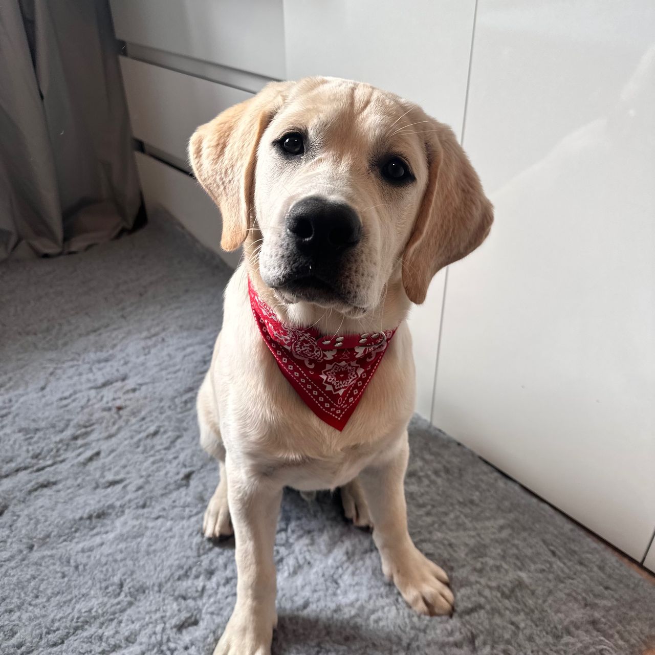Soutěžní fotografie - Calvin,  Labradorský retriever