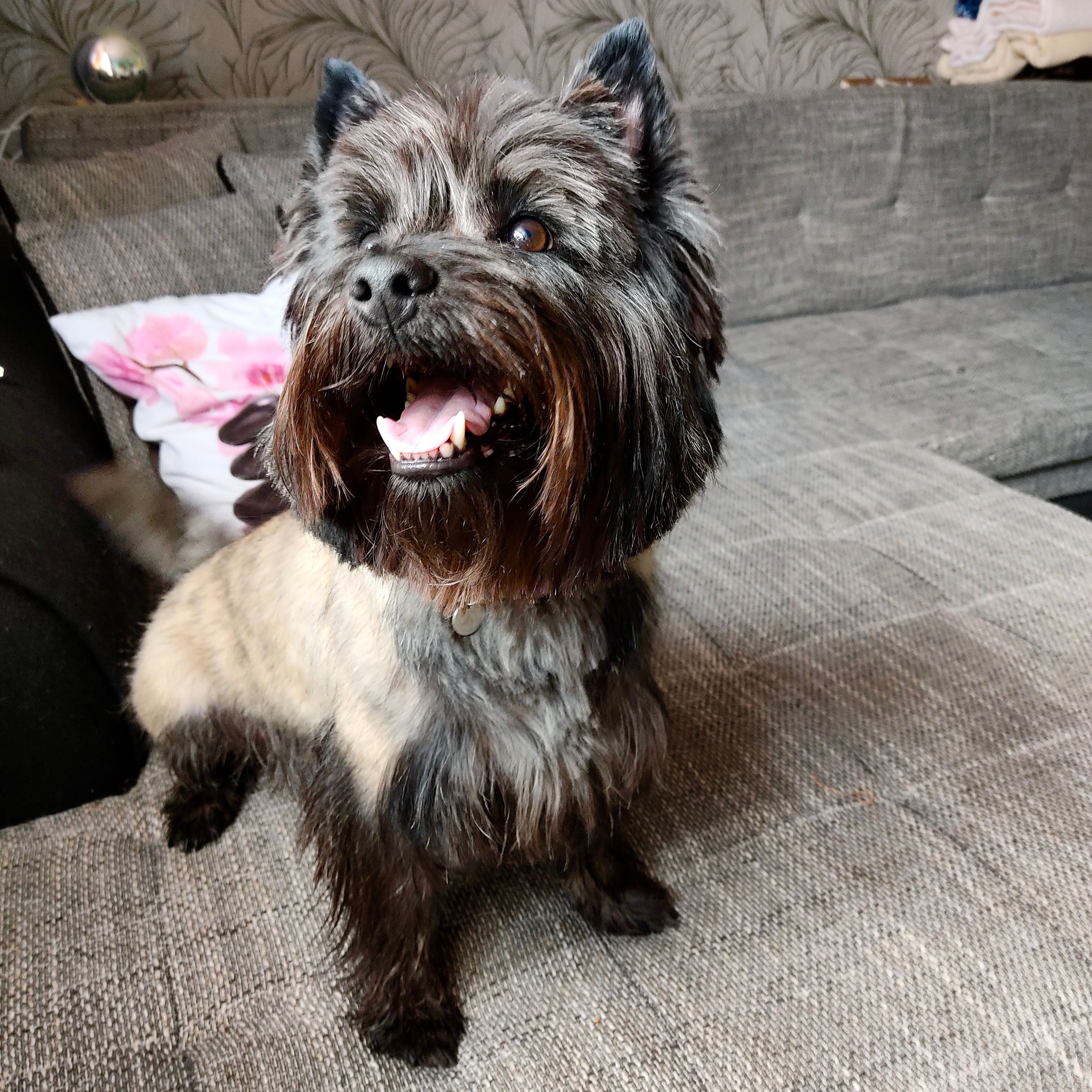 Soutěžní fotografie - Lenny,  Cairn Terier