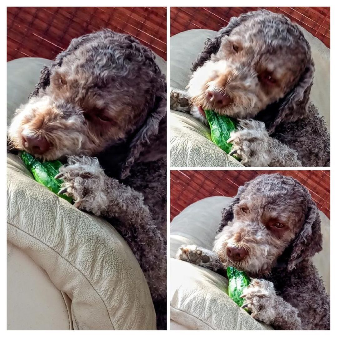 Soutěžní fotografie - Aron,  Lagotto romagnolo