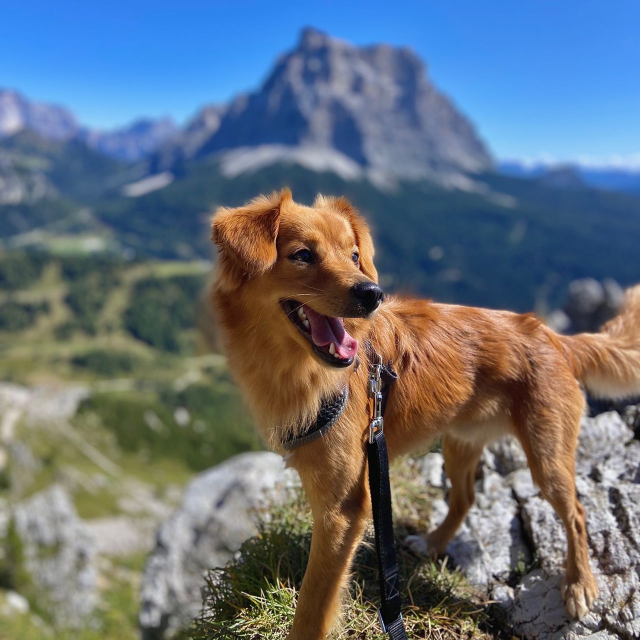 Soutěžní fotografie - Tofi,  Ostatní
