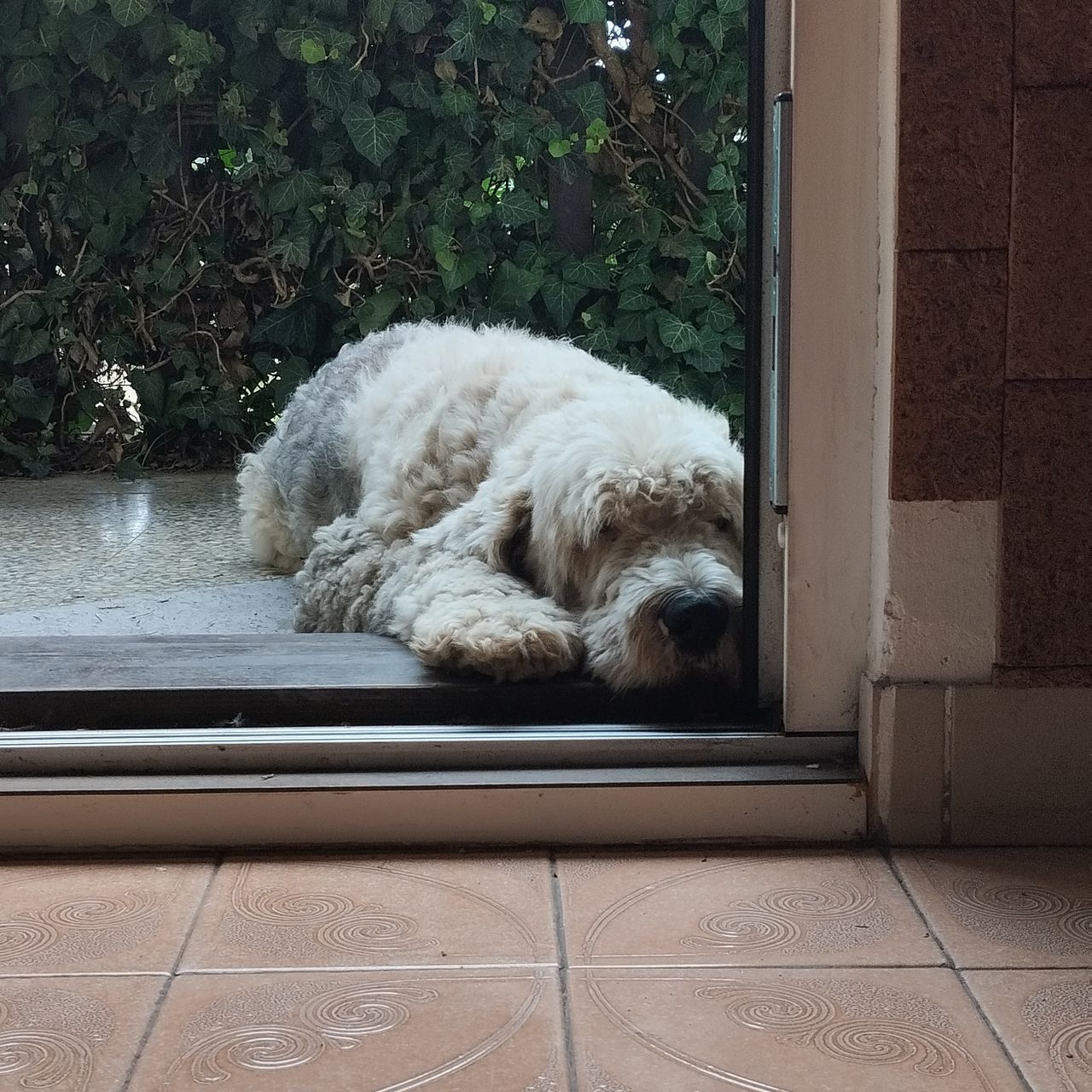 Soutěžní fotografie - Béďa,  Bobtail