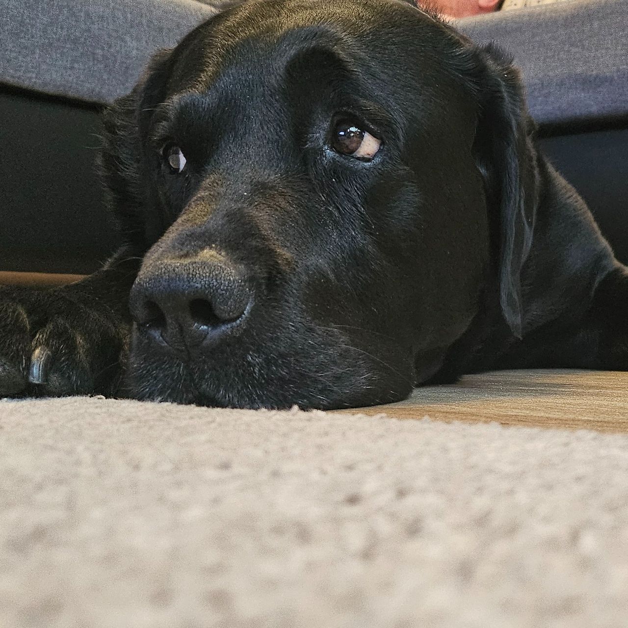 Soutěžní fotografie - Kečup,  Labradorský retriever