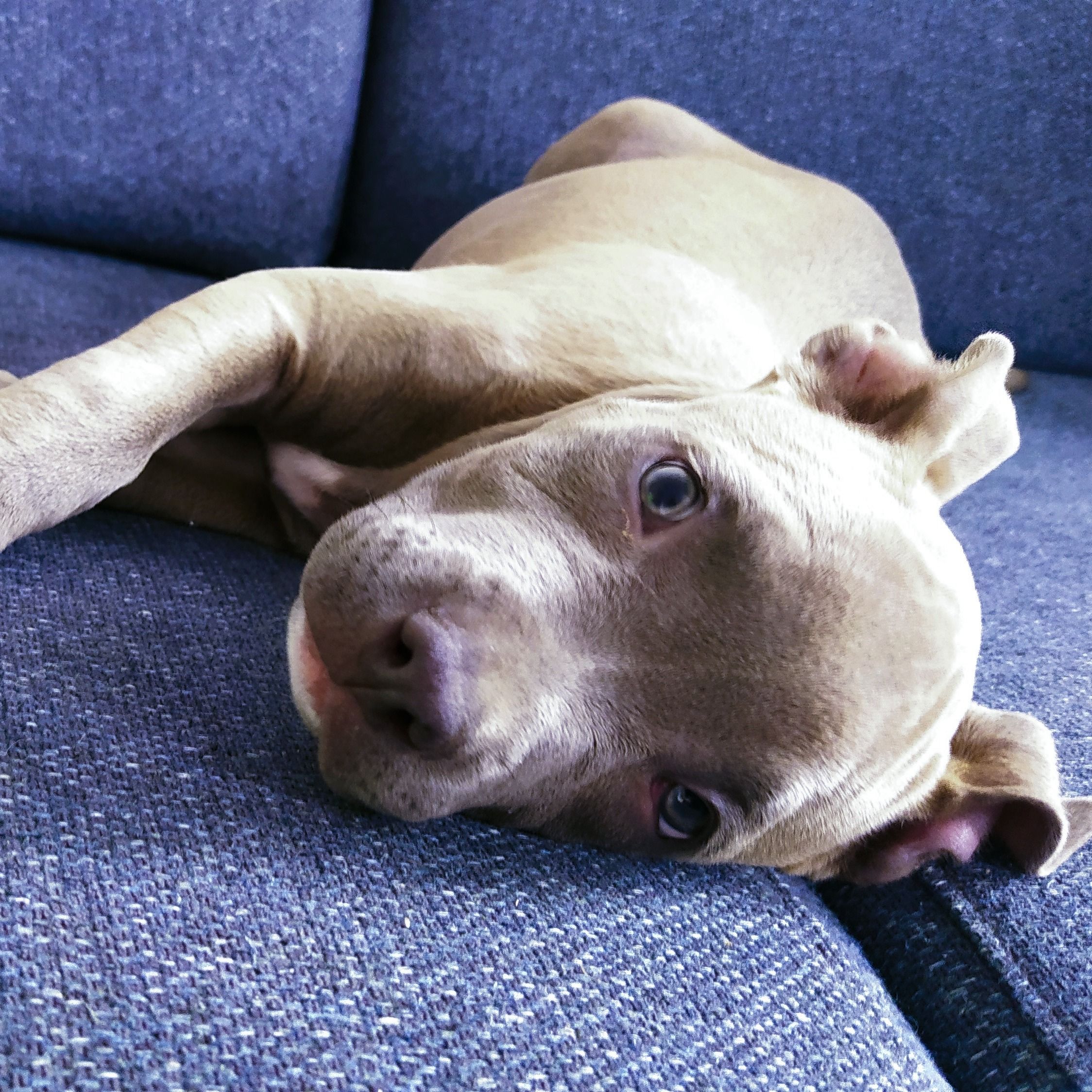 Soutěžní fotografie - Bonnie,  Stafordšírský bullterier