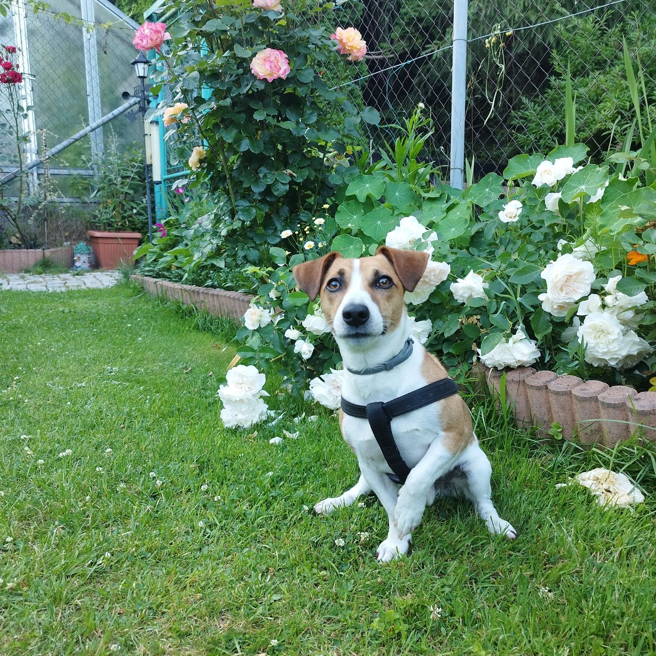 Soutěžní fotografie - Rony,  Jack Russell Teriér