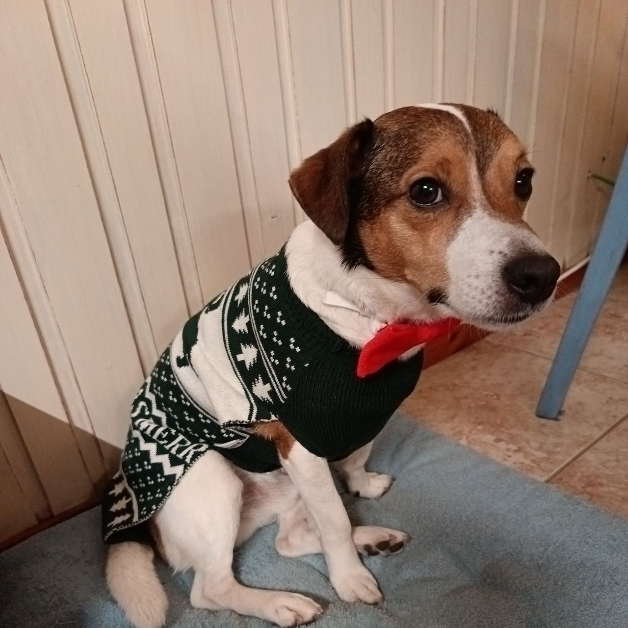 Soutěžní fotografie - Luccy,  Jack Russell Teriér