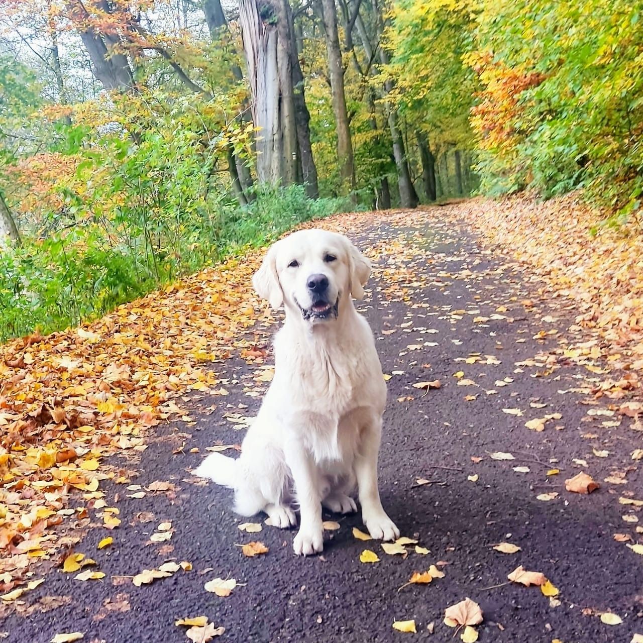 Soutěžní fotografie - Chewie,  Zlatý retriever