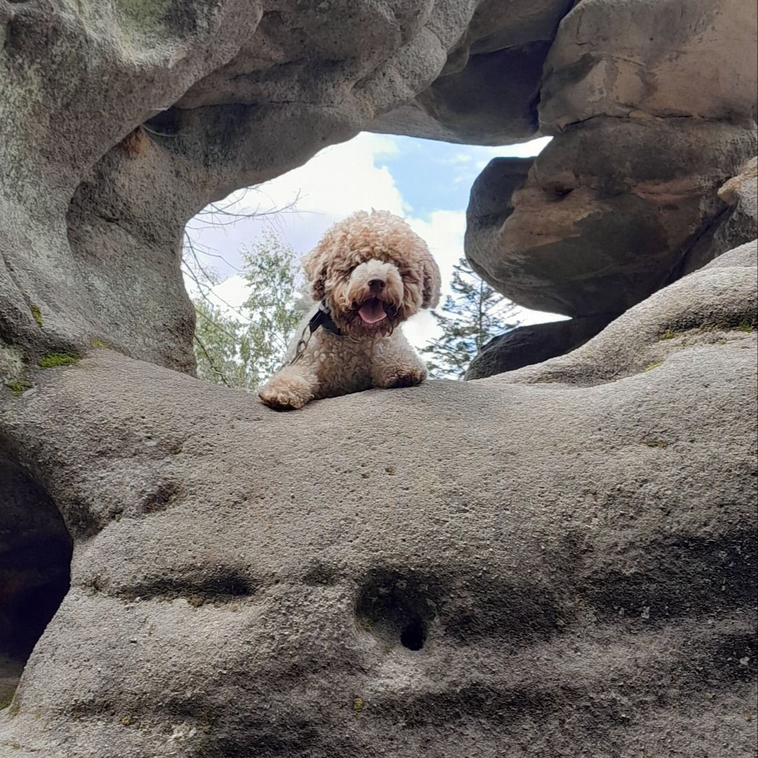 Soutěžní fotografie - Edward,  Lagotto romagnolo
