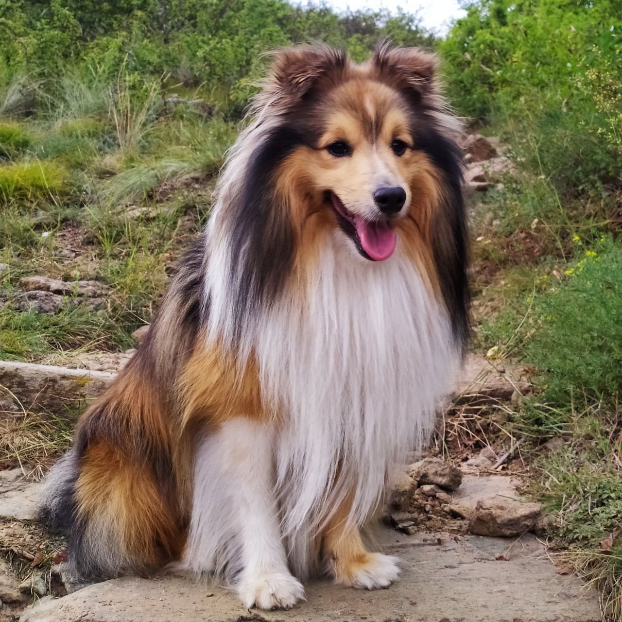 Soutěžní fotografie - Felix,  Sheltie