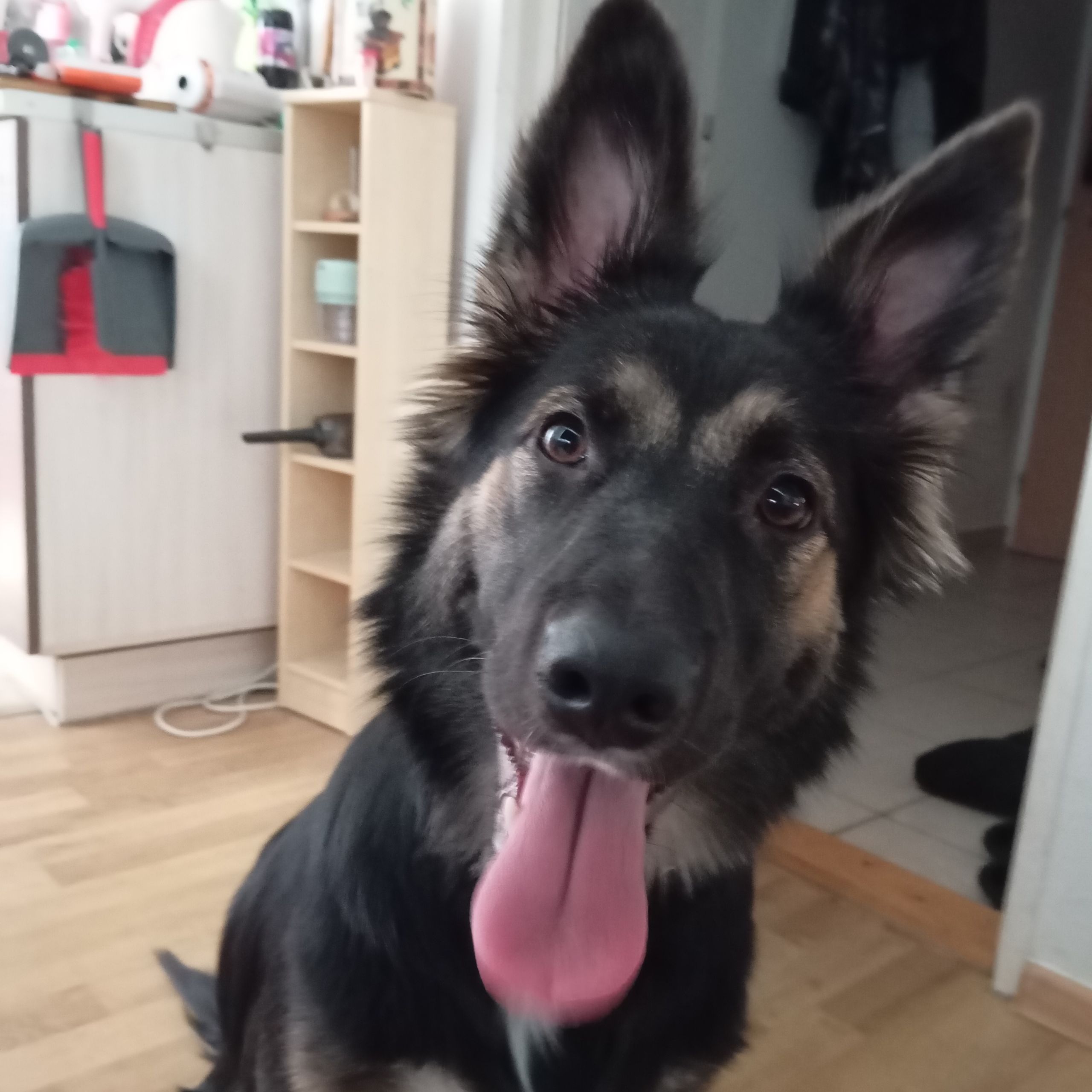 Soutěžní fotografie - Stella,  Německý ovčák