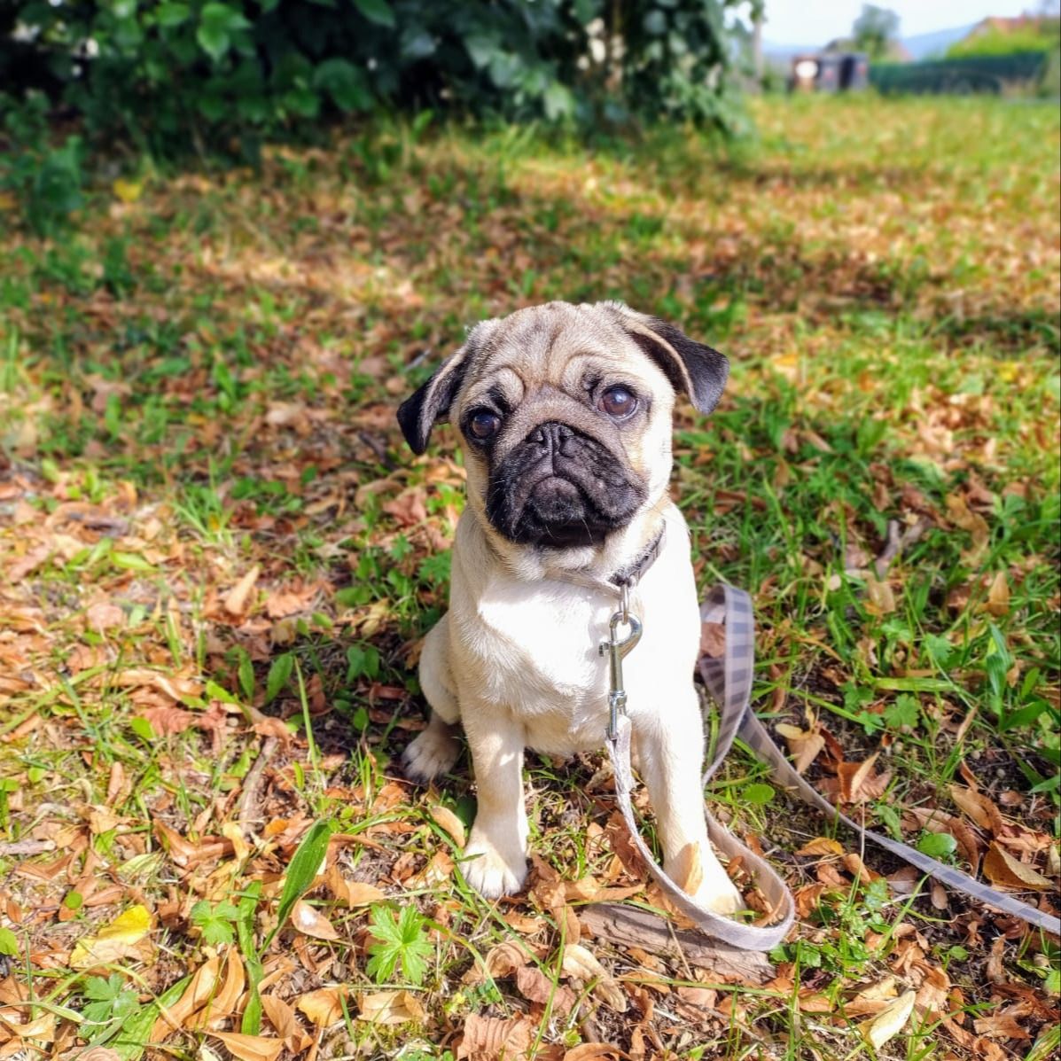 Soutěžní fotografie - Meggie,  Mops