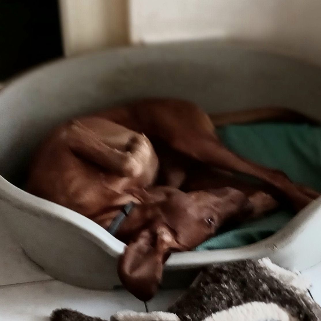 Soutěžní fotografie - Ron,  Maďarský ohař krátkosrstý