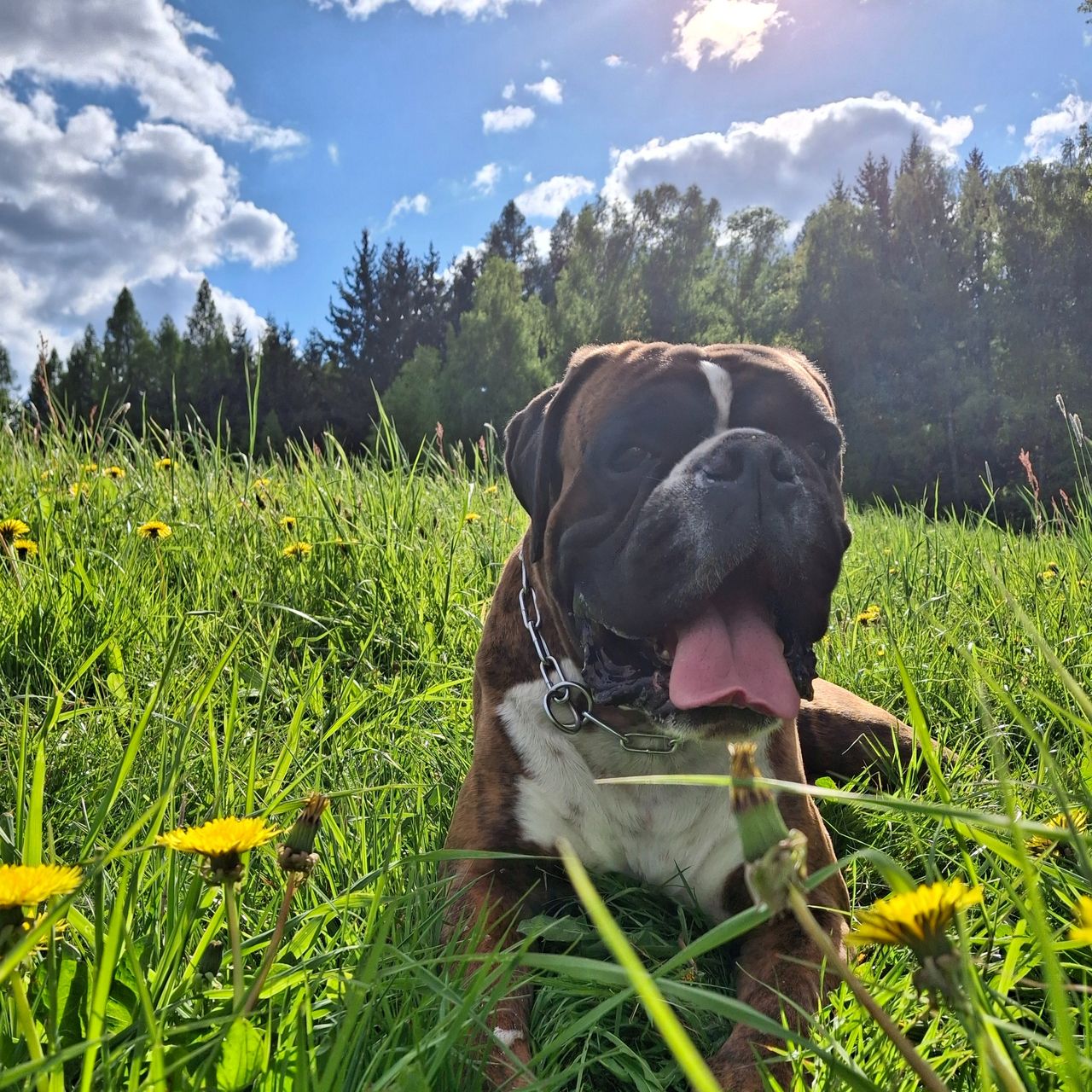 Soutěžní fotografie - Ben,  Německý boxer