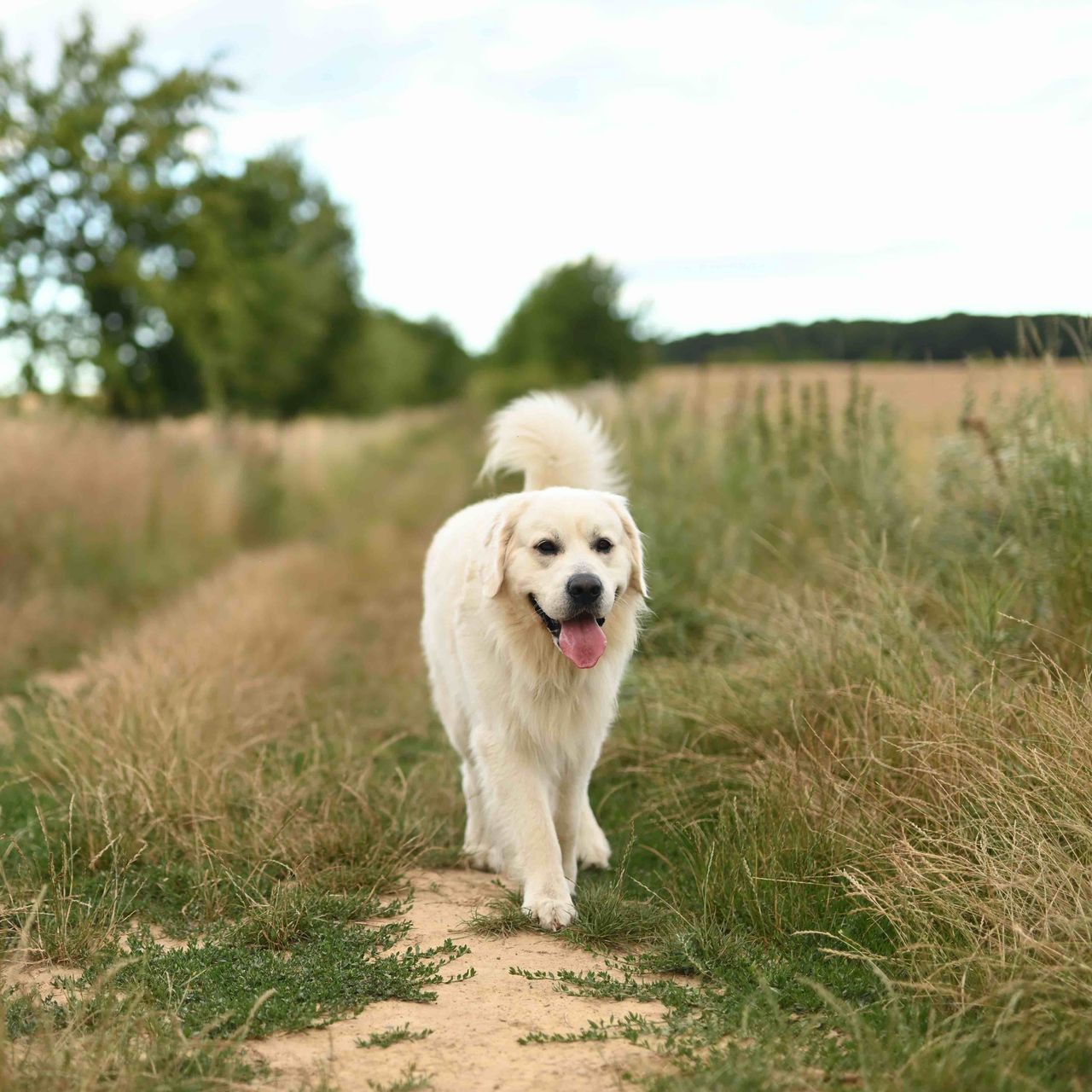 Soutěžní fotografie - Buzz,  Zlatý retriever