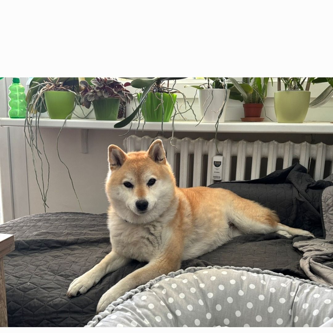 Soutěžní fotografie - MIYA,  Shiba
