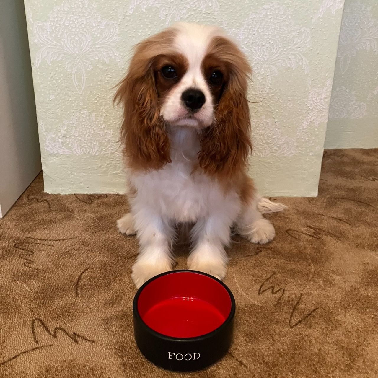 Soutěžní fotografie - Foxtrot,  Kavalír King Charles španěl
