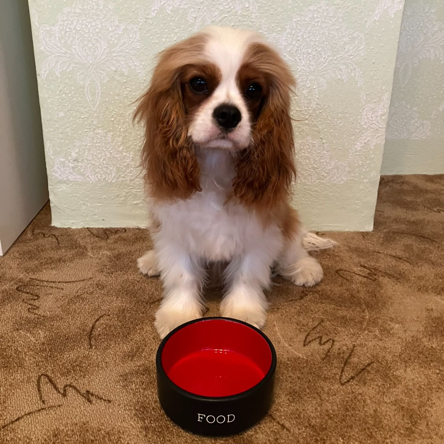Soutěžní fotografie - Foxtrot,  Kavalír King Charles španěl