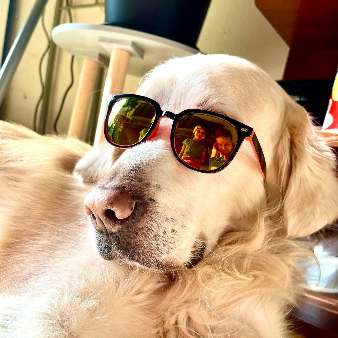 Soutěžní fotografie - Milouš,  Zlatý retriever