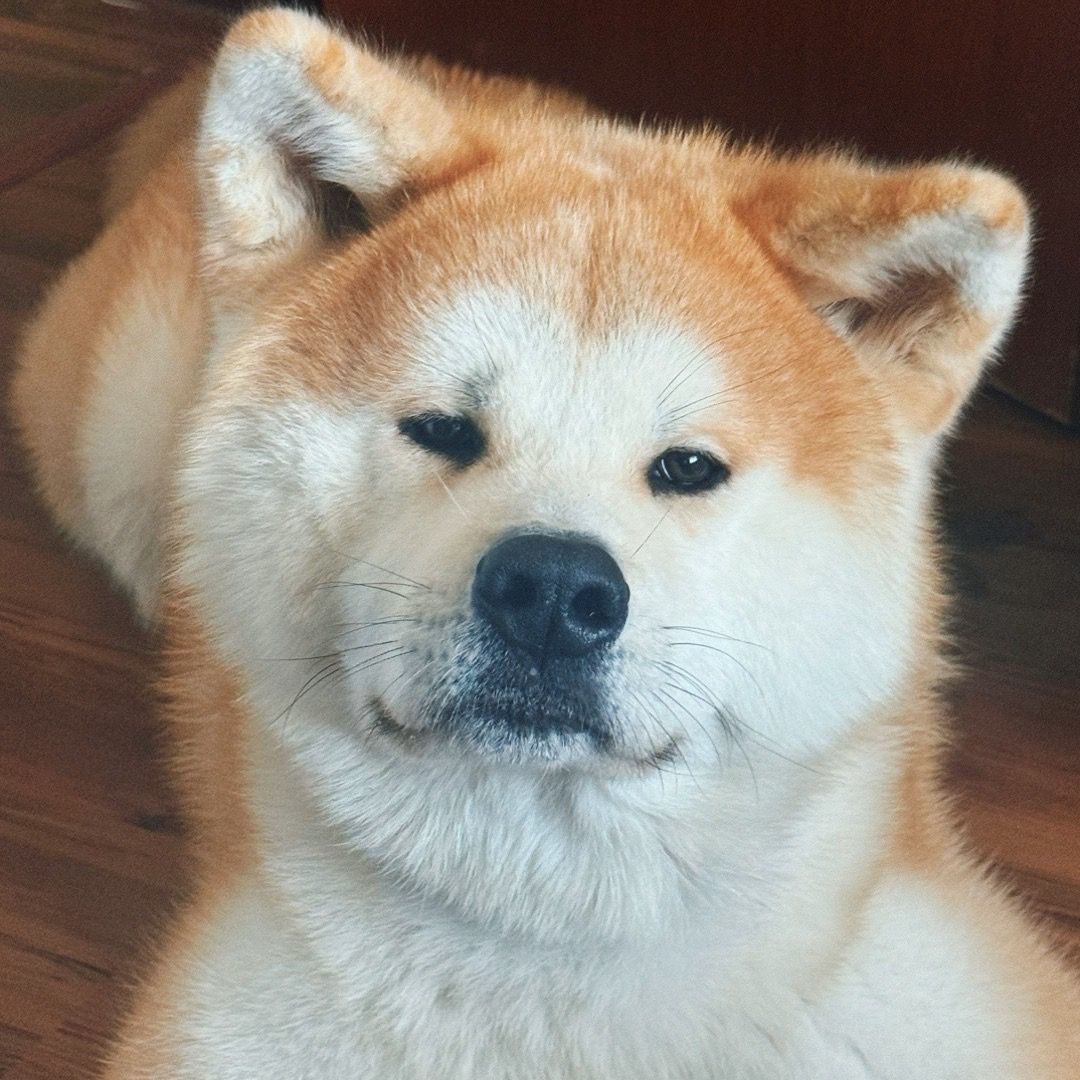 Soutěžní fotografie - Akis,  Akita