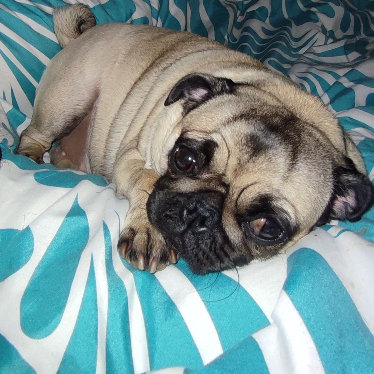 Soutěžní fotografie - Zoe,  Mops