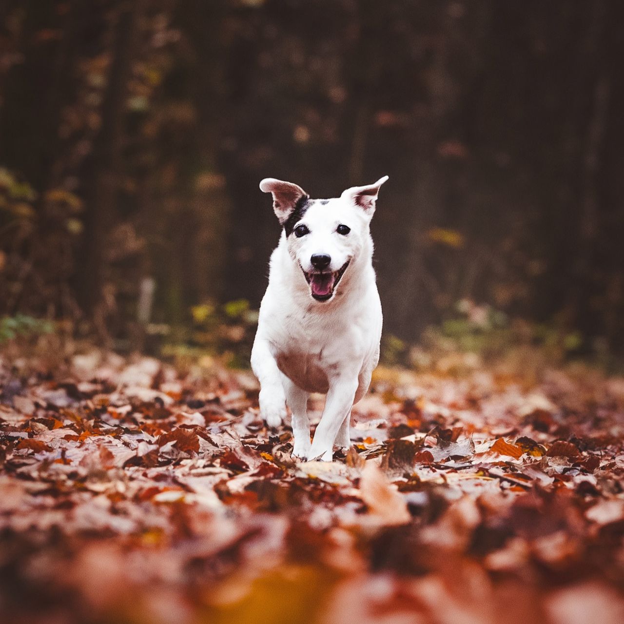 Soutěžní fotografie - Sisi,  Jack Russell Teriér