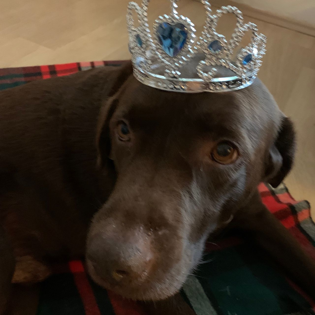 Soutěžní fotografie - Kamil,  Labradorský retriever