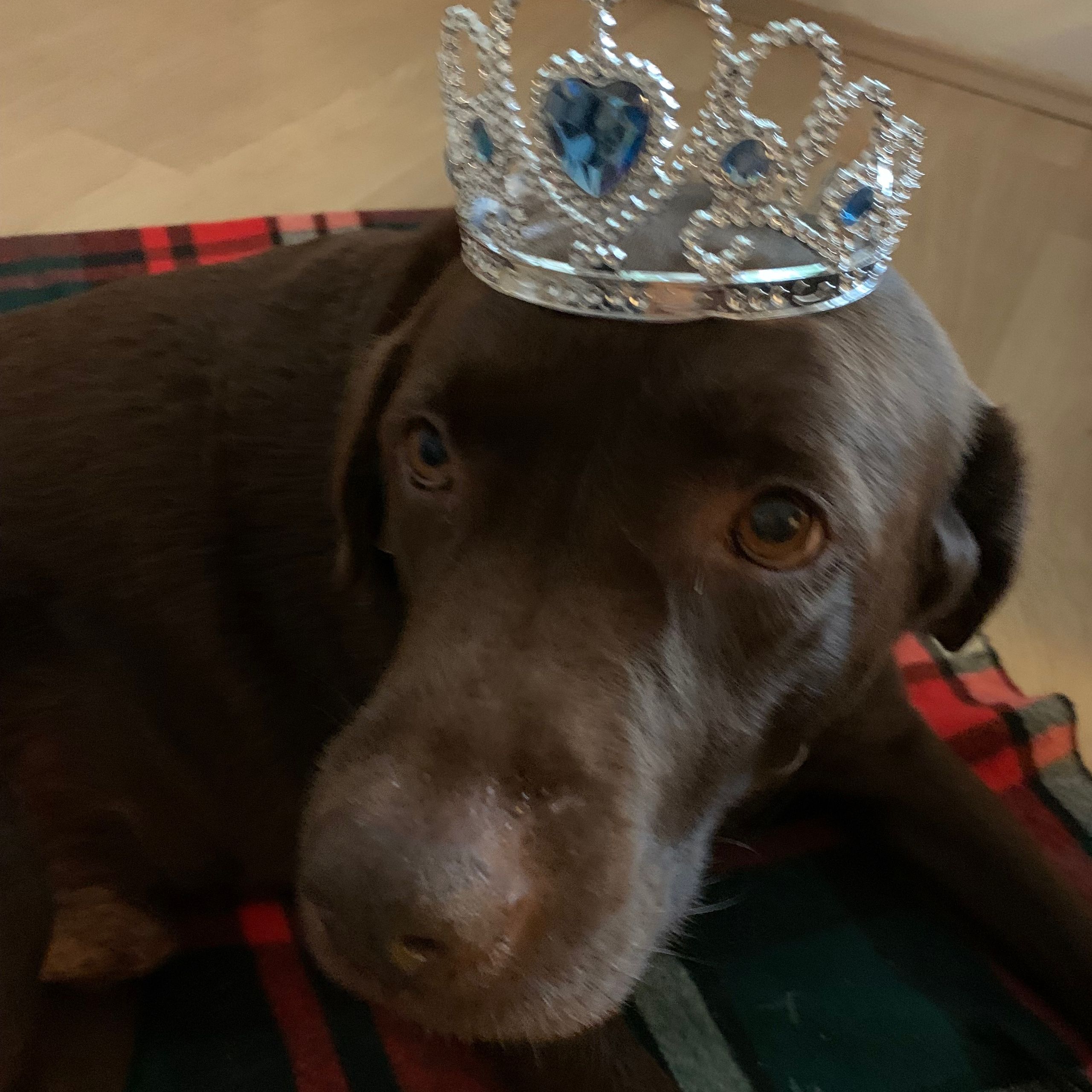 Soutěžní fotografie - Kamil,  Labradorský retriever