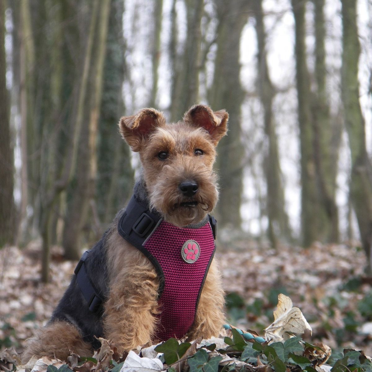 Soutěžní fotografie - Dixie,  Welsh terier