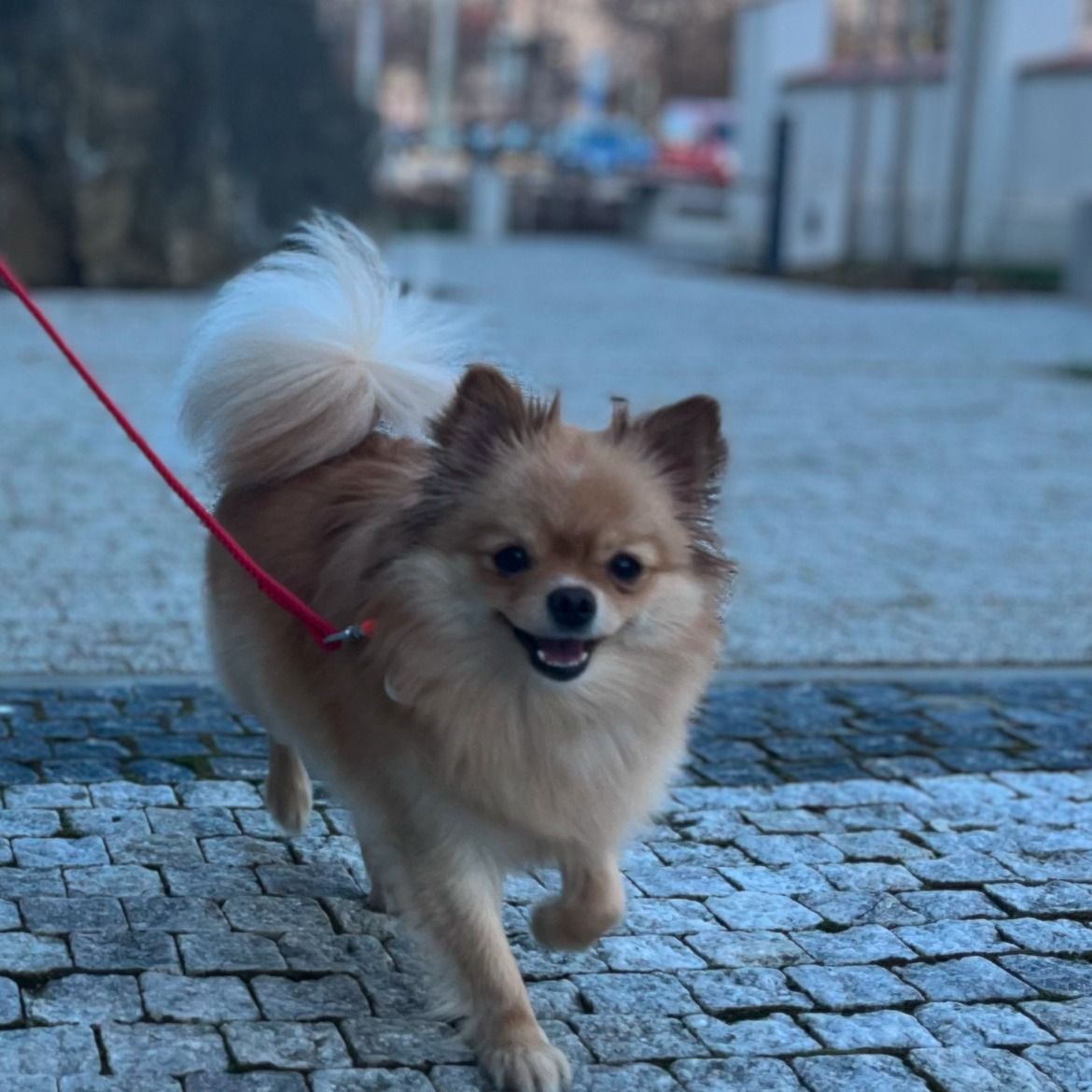 Soutěžní fotografie - MIA,  Čivava