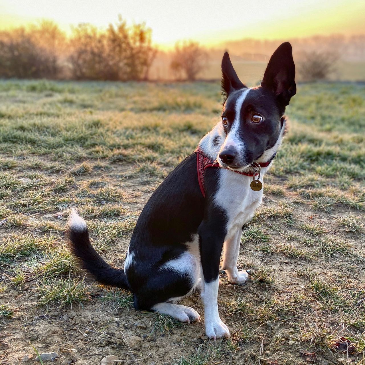 Soutěžní fotografie - Sunny,  Ostatní