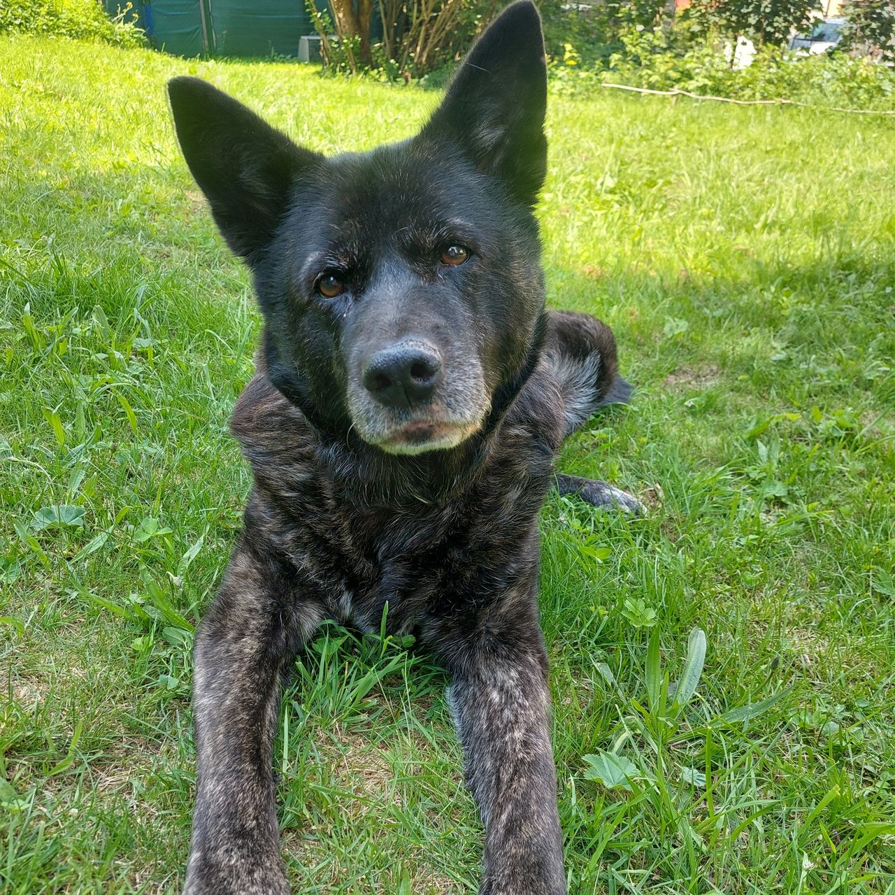 Soutěžní fotografie - Elizabeth,  Akita