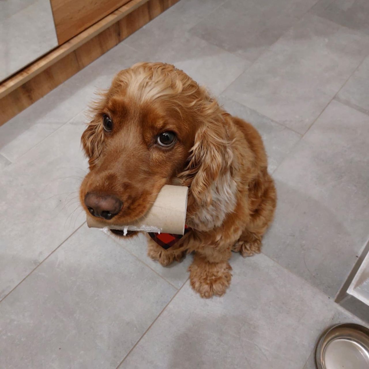 Soutěžní fotografie - Daisy,  Anglický kokršpaněl