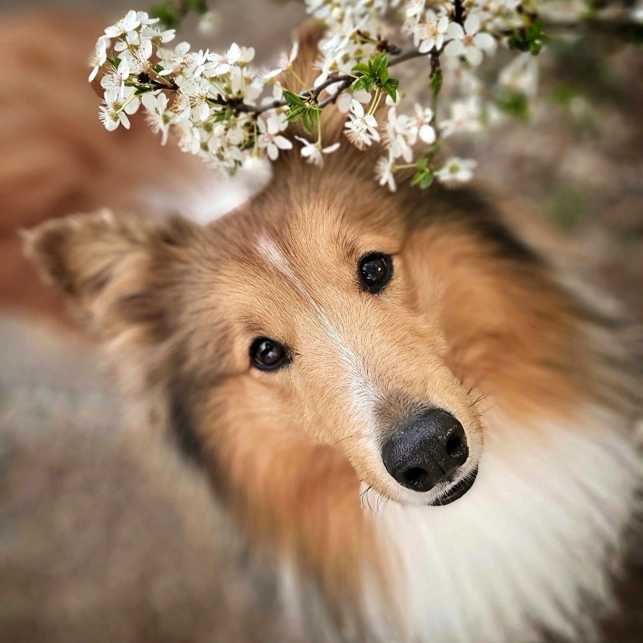 Soutěžní fotografie - Twix,  Sheltie
