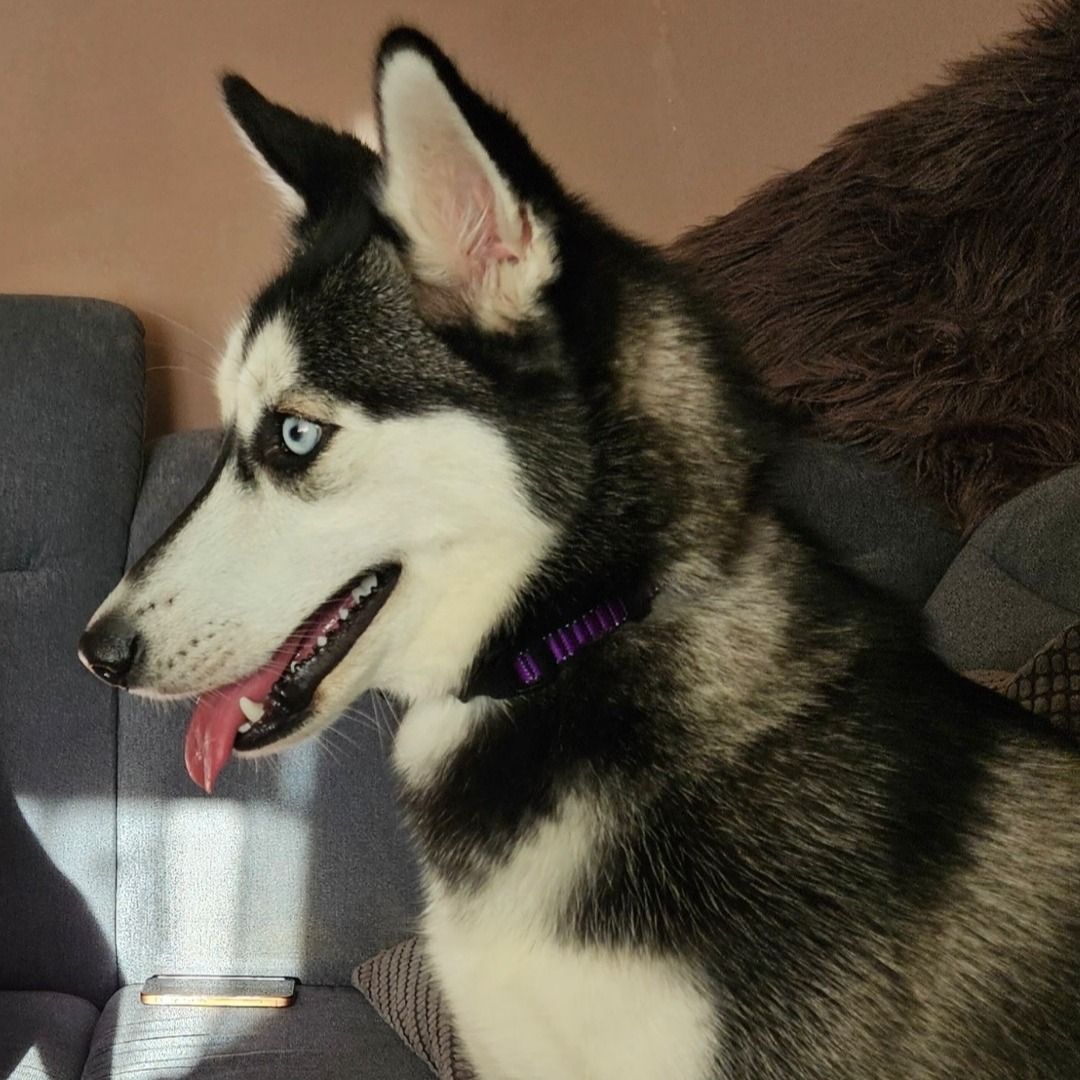 Soutěžní fotografie - Maya,  Sibiřský husky
