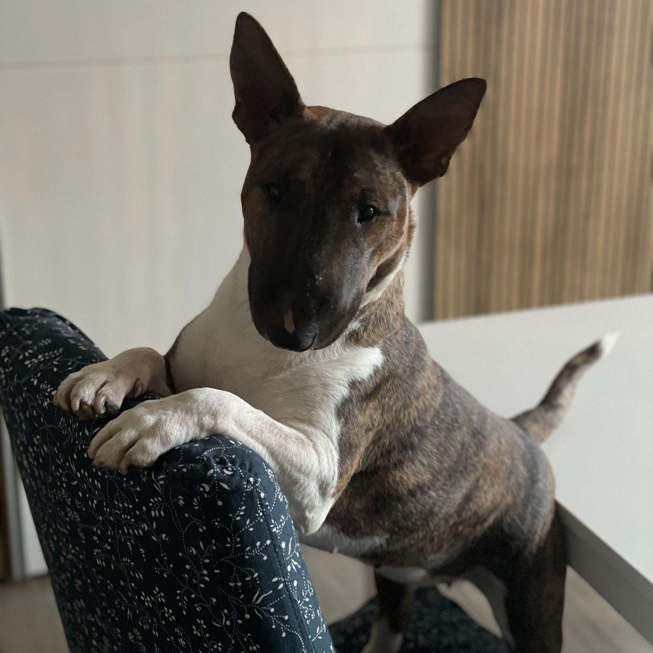 Soutěžní fotografie - Minnie,  Miniaturní bulteriér