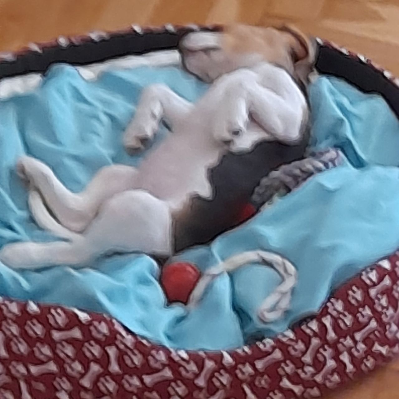 Soutěžní fotografie - Bella,  Beagle