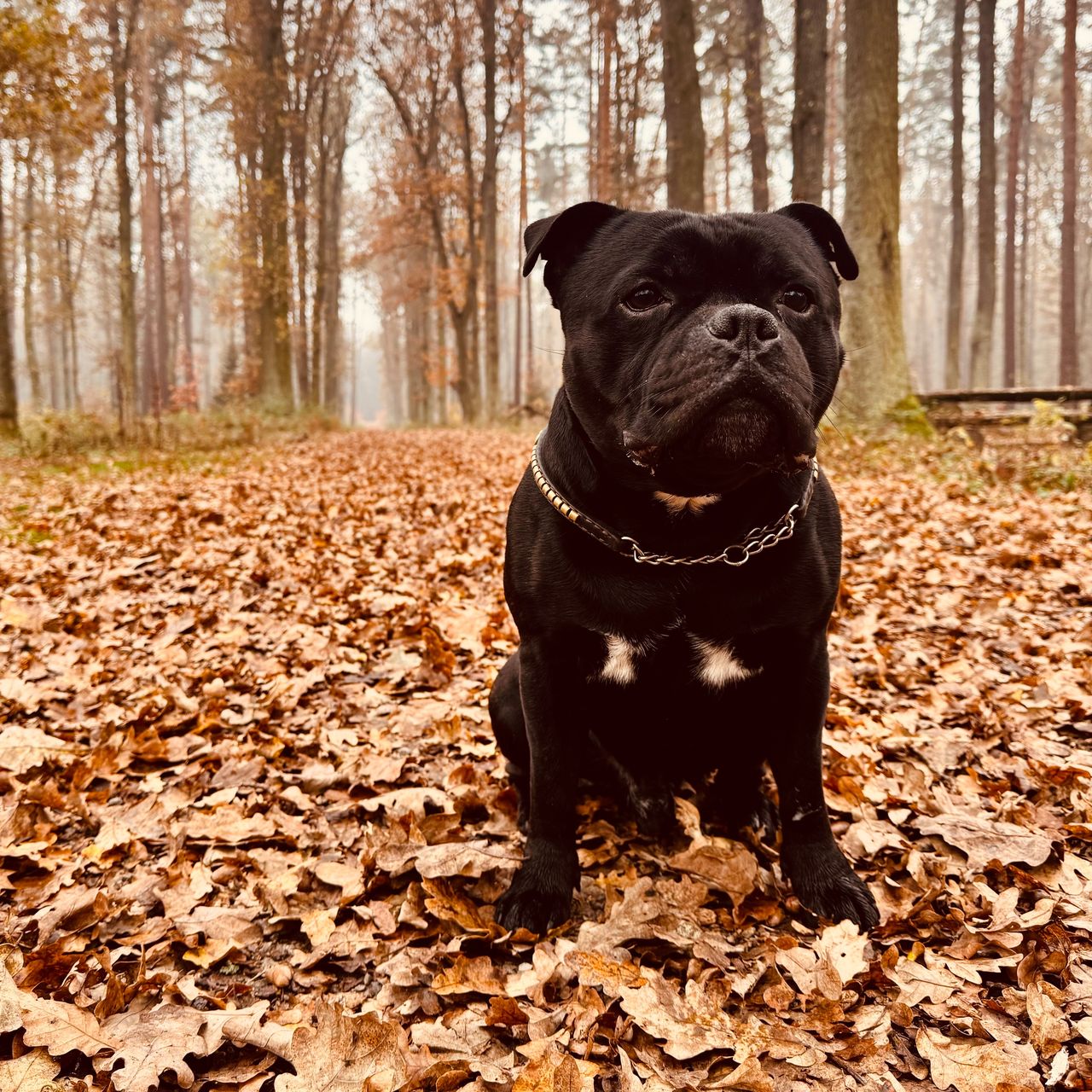 Soutěžní fotografie - Darky,  Stafordšírský bullterier