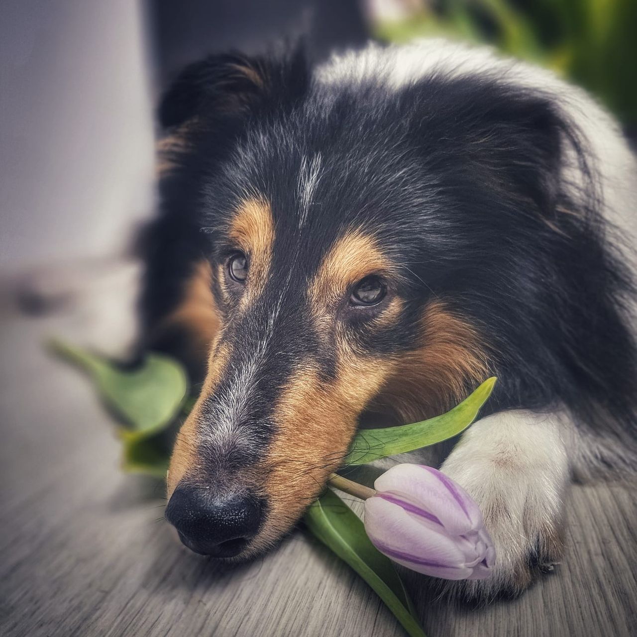 Soutěžní fotografie - Arny,  Sheltie