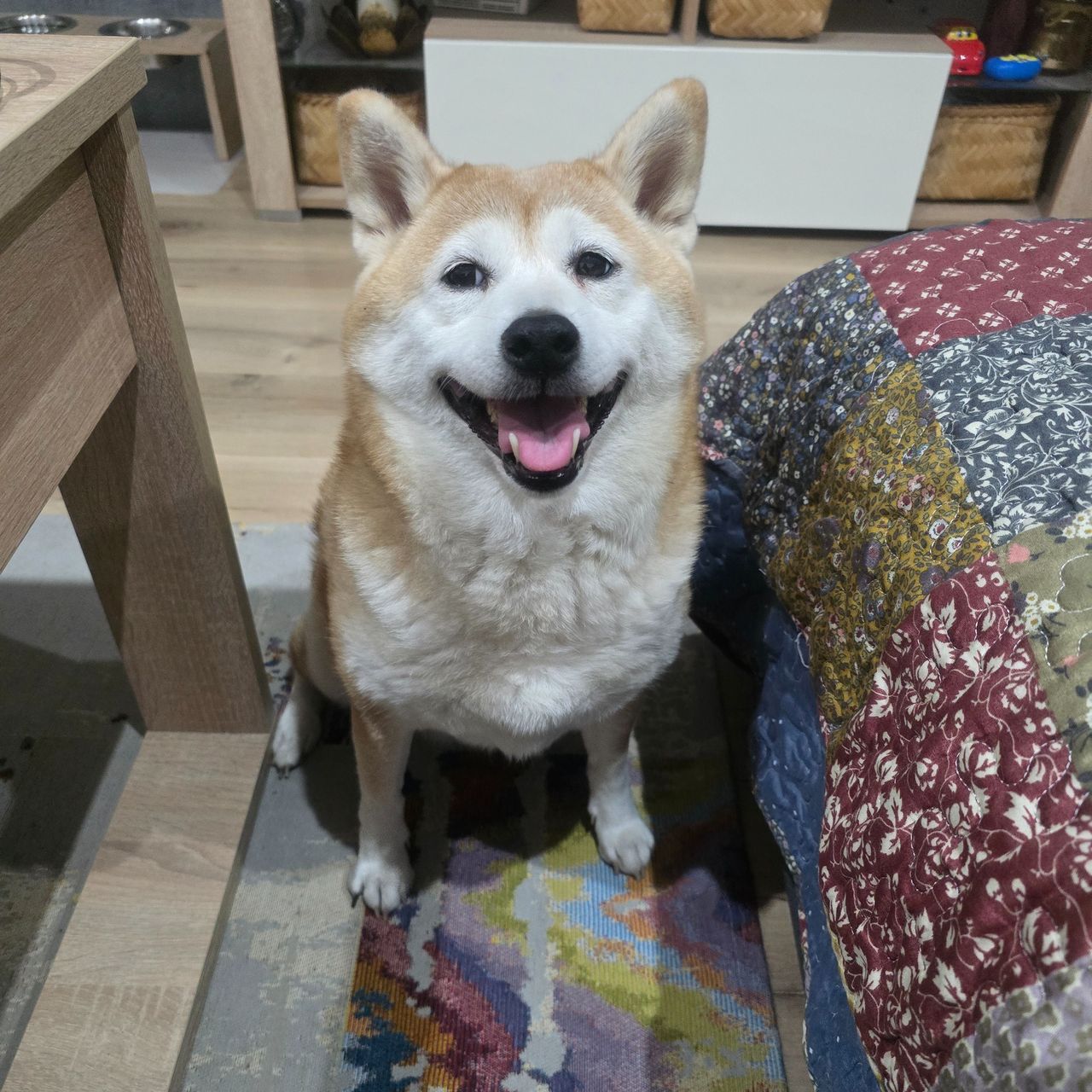 Soutěžní fotografie - Miya,  Shiba