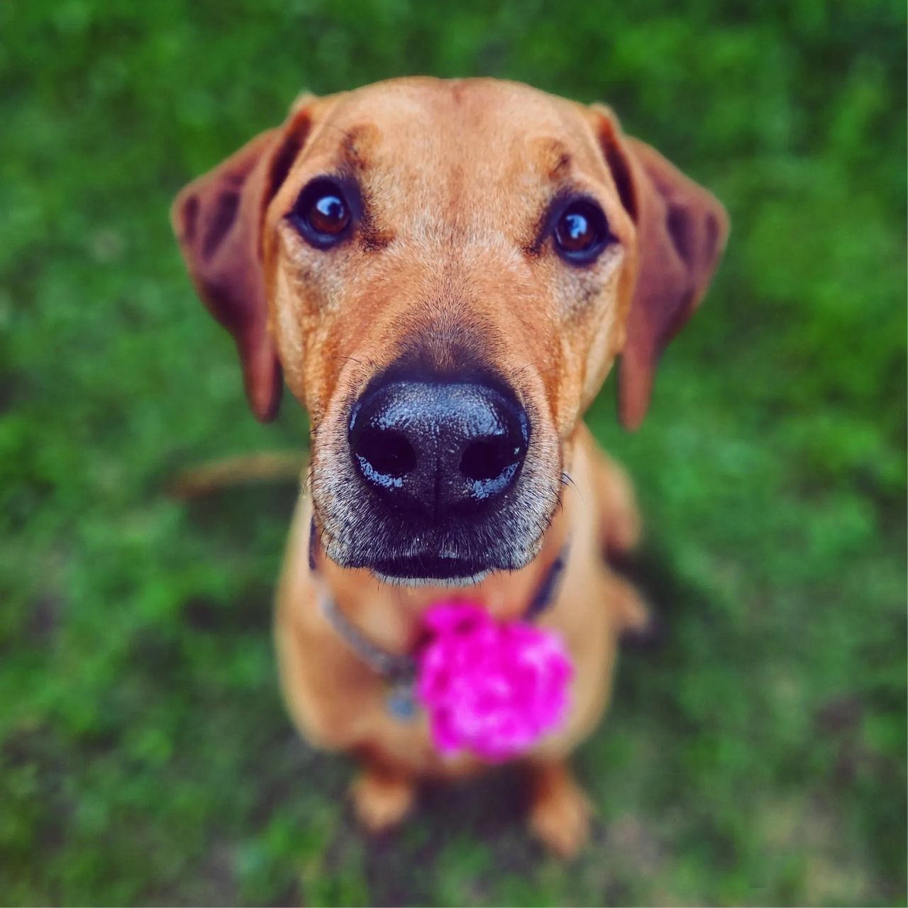 Soutěžní fotografie - Ody,  Rhodéský ridgeback