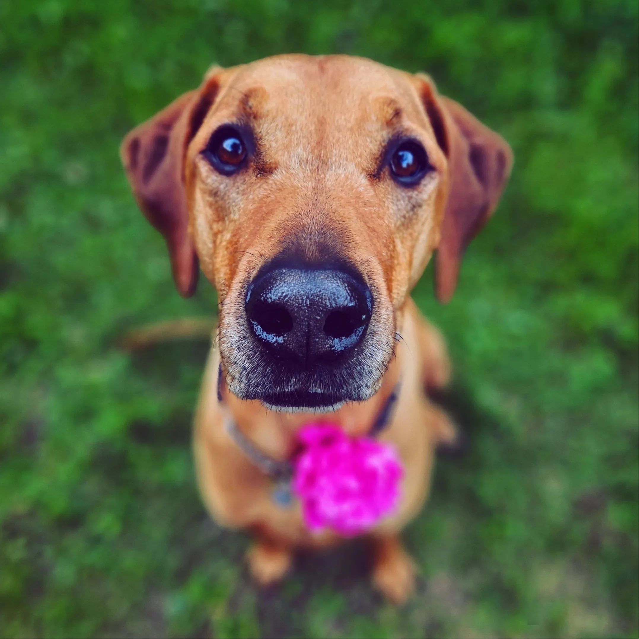 Soutěžní fotografie - Ody,  Rhodéský ridgeback