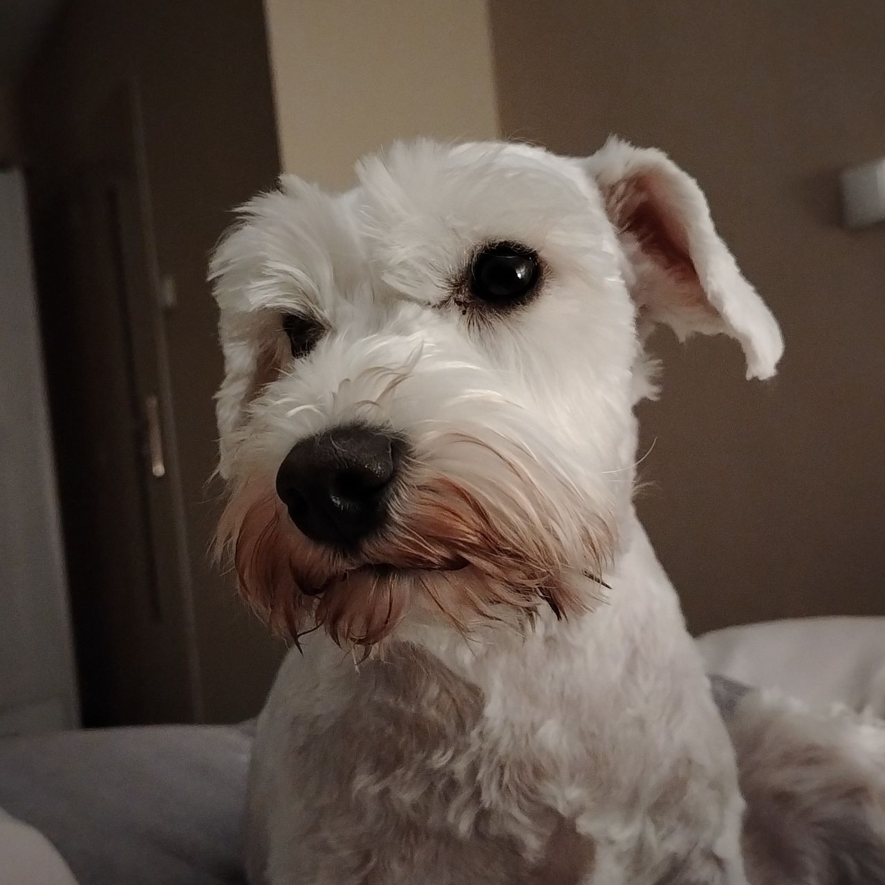 Soutěžní fotografie - ROXY,  Knírač malý