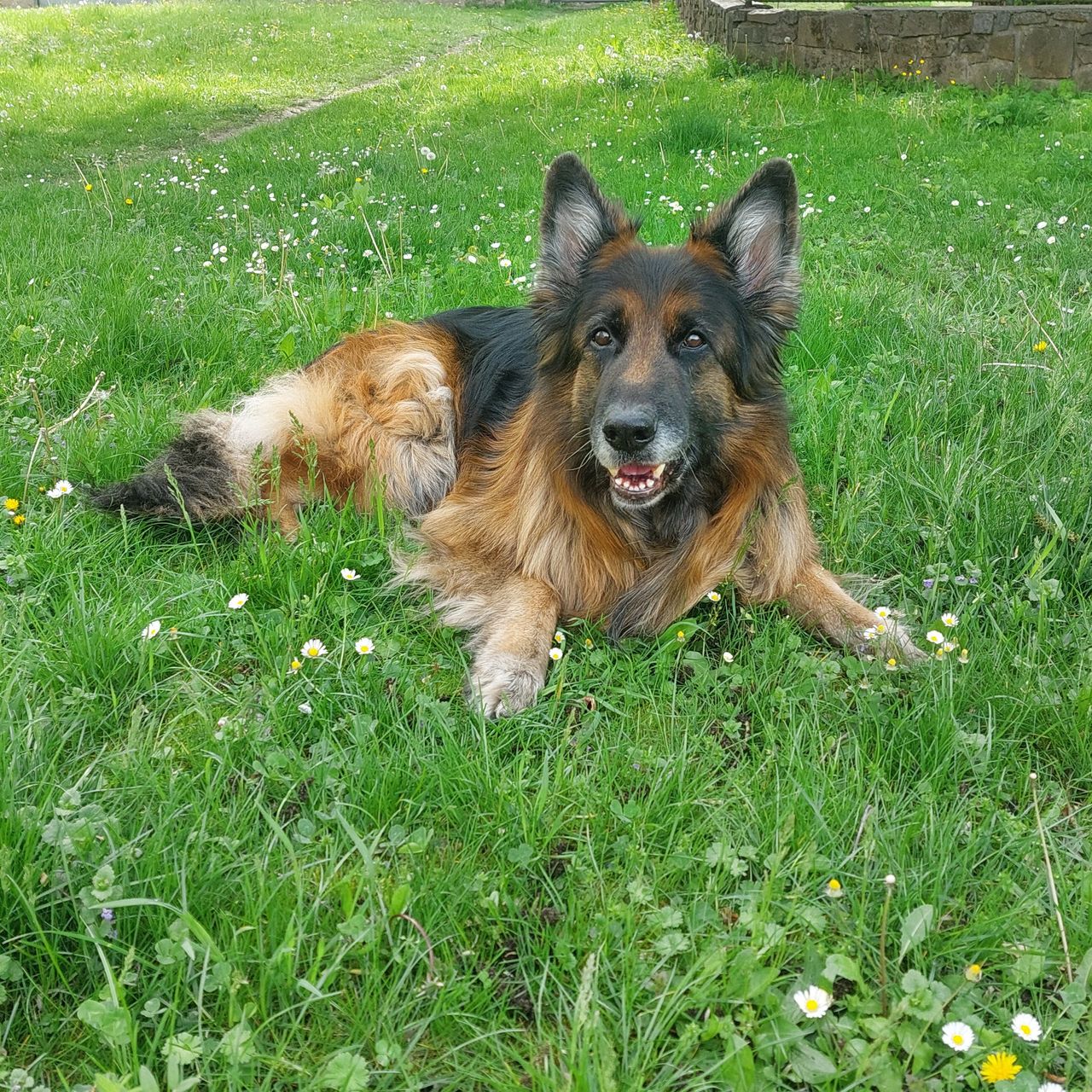 Soutěžní fotografie - Argas,  Německý ovčák