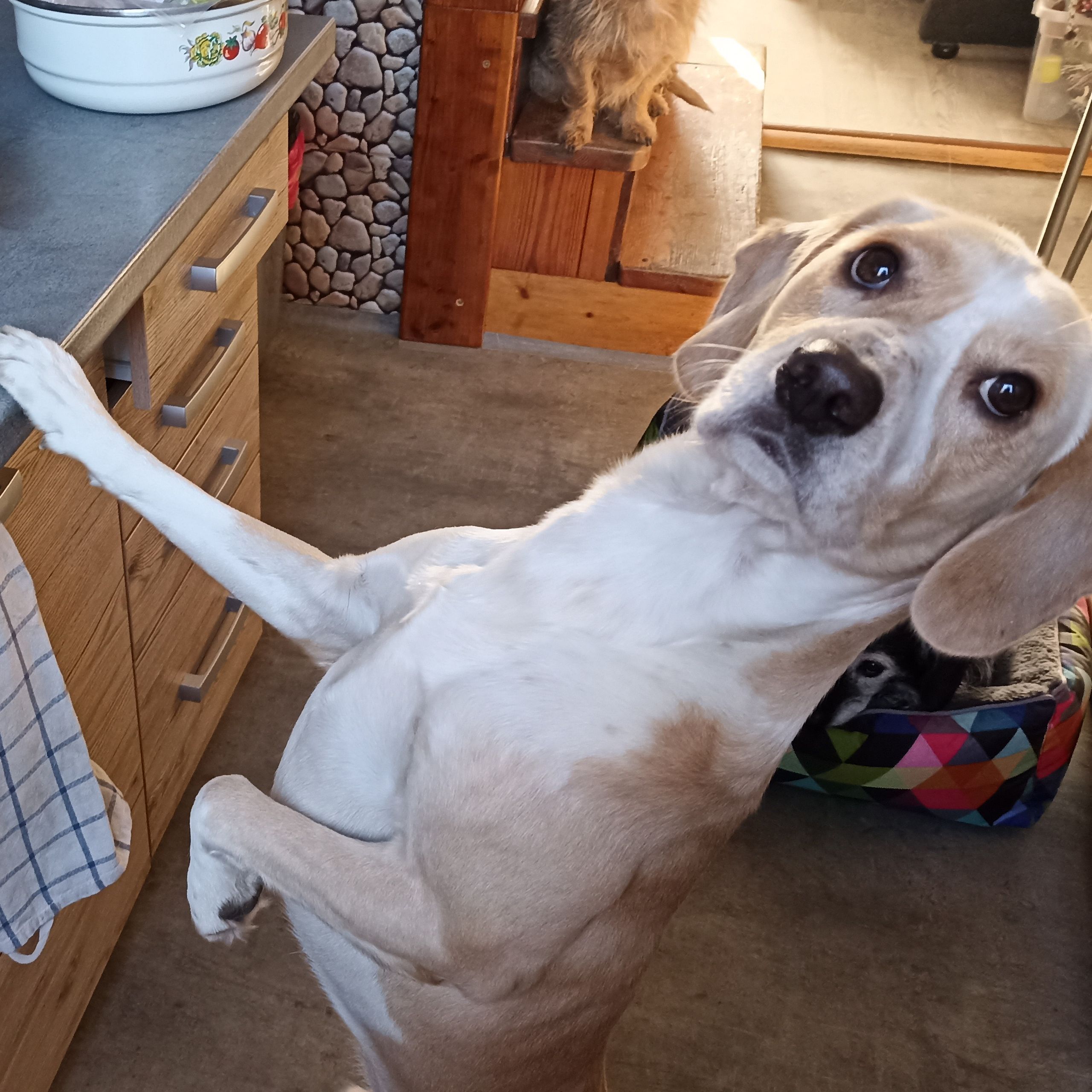 Soutěžní fotografie - Timmy,  Labradorský retriever
